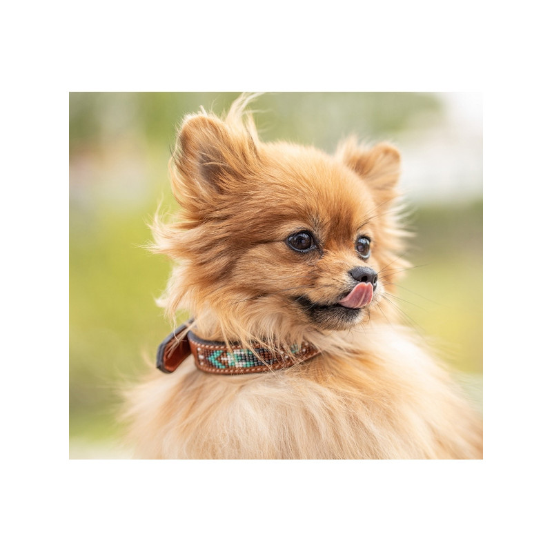 Collier pour chien Pearl Pénélope