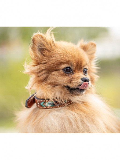 Collier pour chien Pearl Pénélope