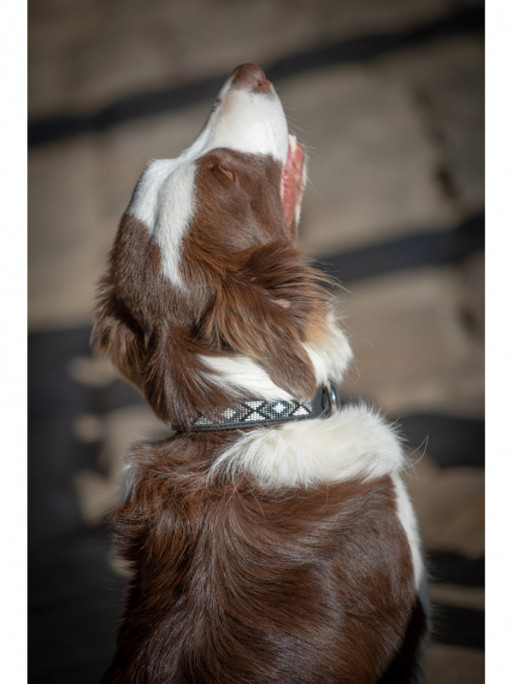 Collier pour chien Pearl Pénélope