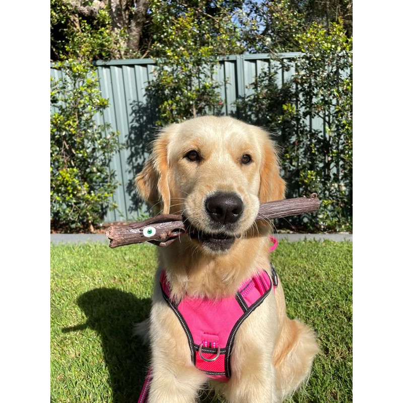 Jouet pour chien The Stick Family DOOG