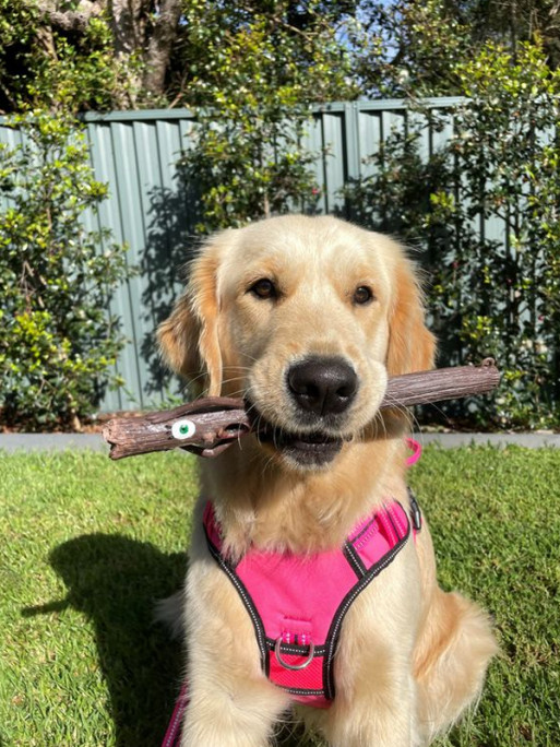 Jouet pour chien The Stick Family DOOG Jouet pour chien The Stick Family DOOG