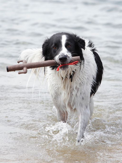 Jouet pour chien The Stick Family DOOG Jouet pour chien The Stick Family DOOG