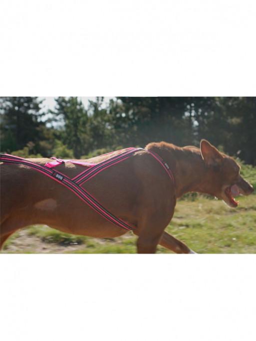 Harnais Canicross X-Back One I-Dog Orange