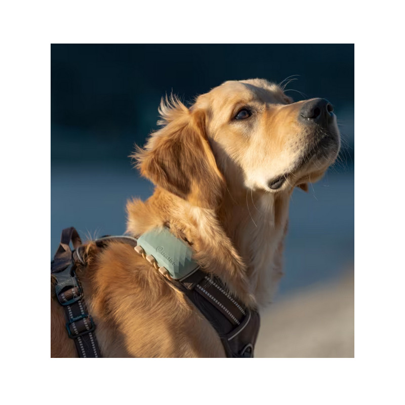Traceur GPS connecté Dog XL Tractive