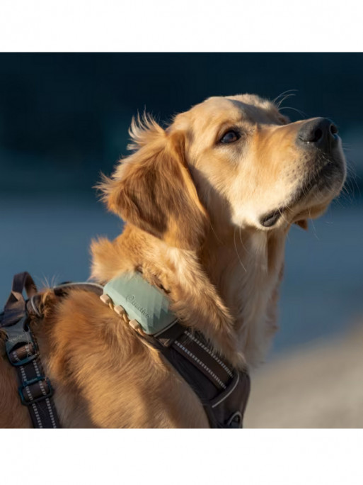 Traceur GPS connecté Dog XL Tractive Traceur GPS connecté Dog XL Tractive