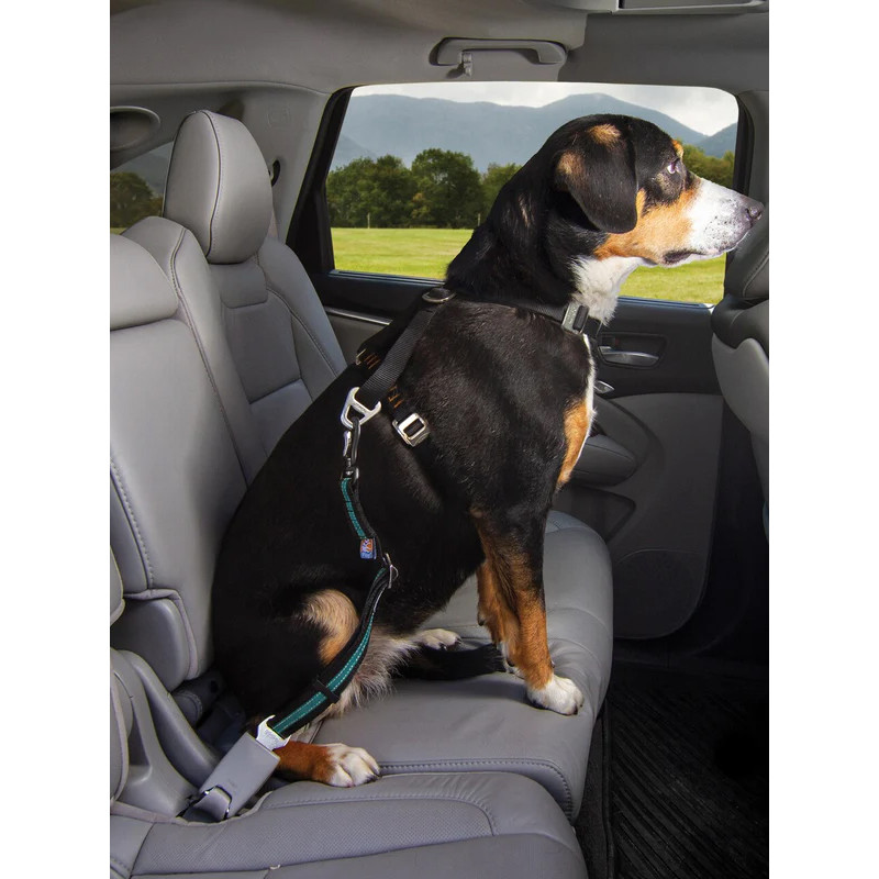 Attache de Sécurité DTS swivel pour chien