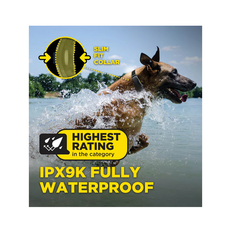 Pack de dressage ARC-X 1 chien Dogtra