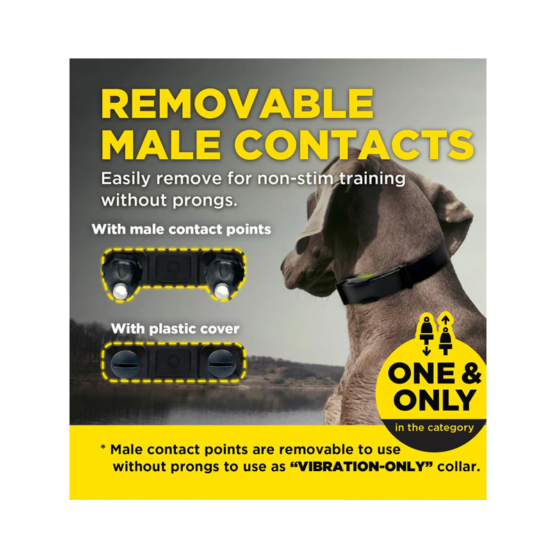 Pack de dressage ARC-X 1 chien Dogtra