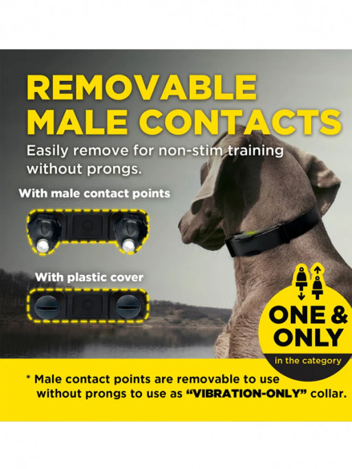 Pack de dressage ARC-X 2 chiens Dogtra