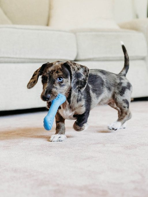 Jouets à mâcher x2 Wishbone Bacon chiot Benebone