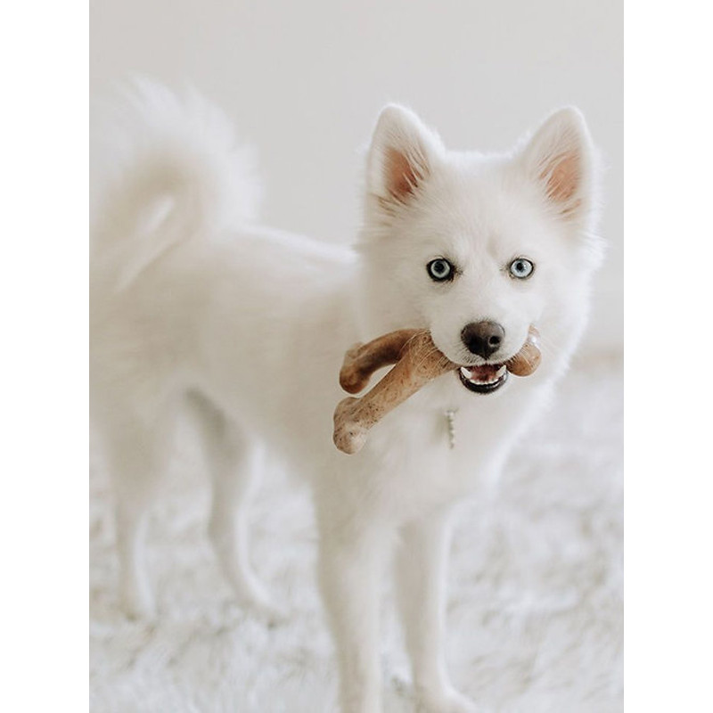 Jouets à mâcher x2 Wishbone Bacon chiot Benebone