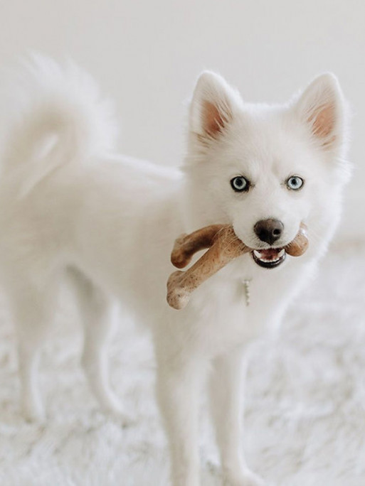 Jouets à mâcher x2 Wishbone Bacon chiot Benebone