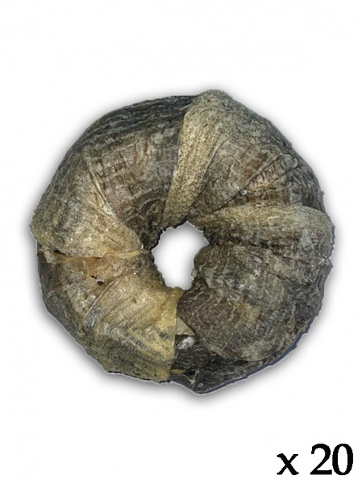 Donuts avec peau de poisson (lot de 20)