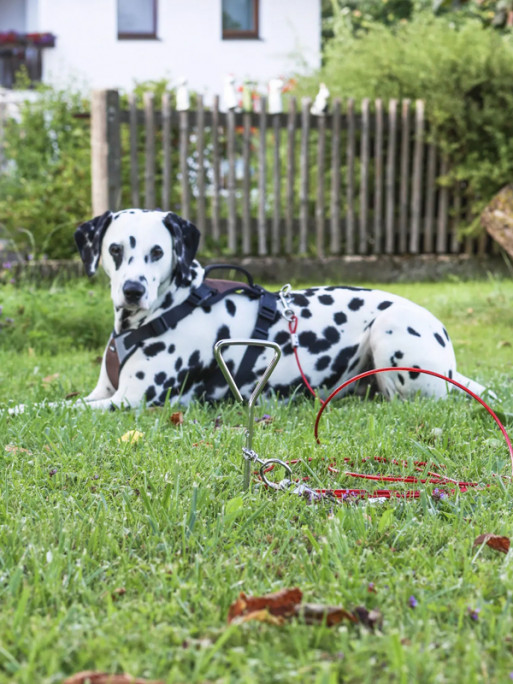 Laisse d'attache 6m à encrage spirale Kerbl