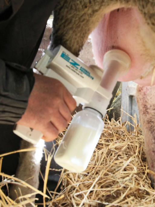 Pompe à lait pour agneau Kerbl