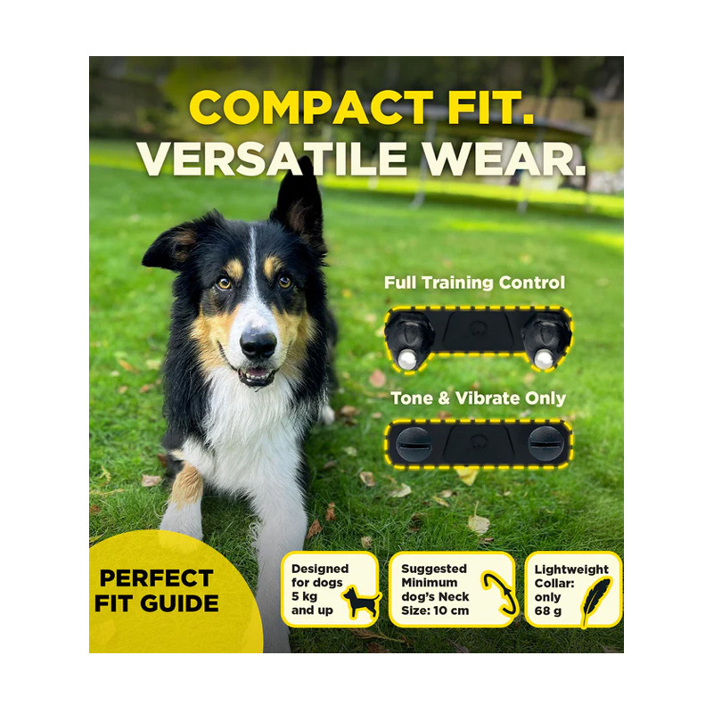 Pack de dressage 600iQ Dogtra