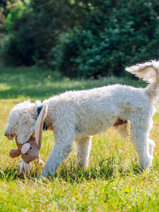 Jouet lapin avec corde 54cm Nobby