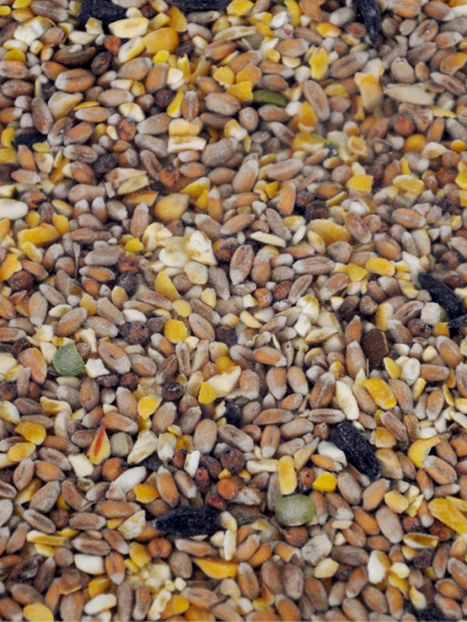 Mélange céréales pour poules 20kg Toc'N Roll