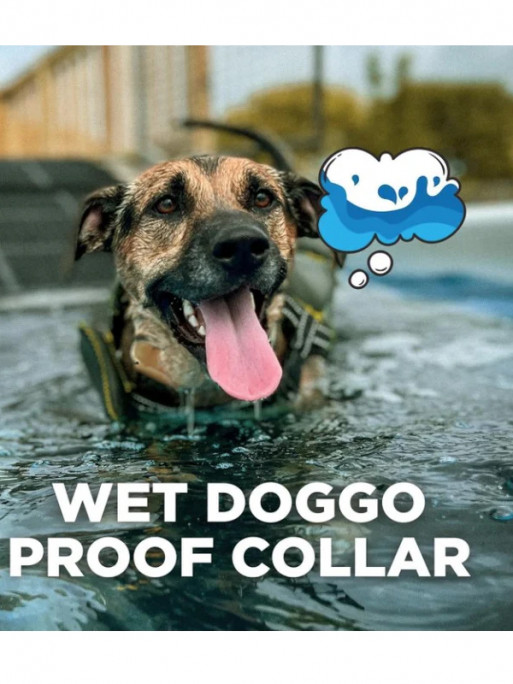 Collier de dressage iQ Flex Dogtra