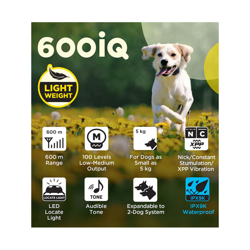 Pack de dressage 2 chiens 600iQ Dogtra