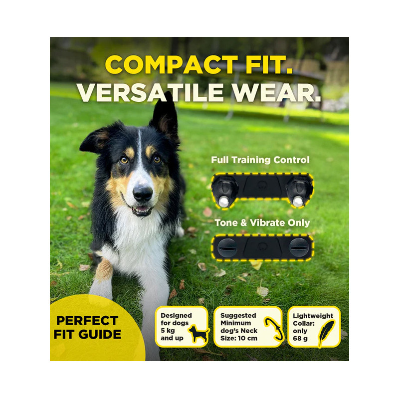 Pack de dressage 2 chiens 600iQ Dogtra