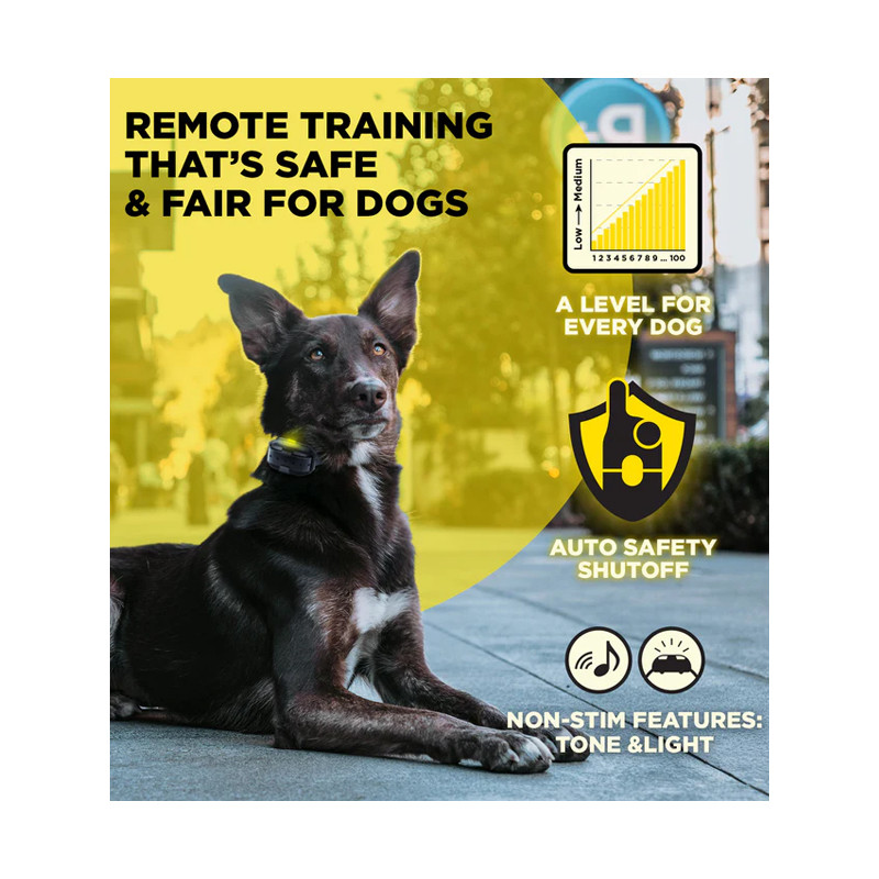 Pack de dressage 2 chiens 600iQ Dogtra