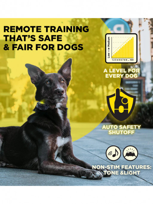 Pack de dressage 2 chiens 600iQ Dogtra