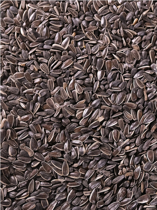 Graines de tournesol Mix 12kg Emma's Garden