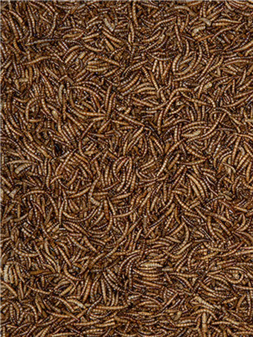 Vers de farine 300g Emma's Garden