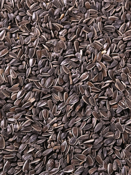 Graines de tournesol Mix 8kg Emma's Garden