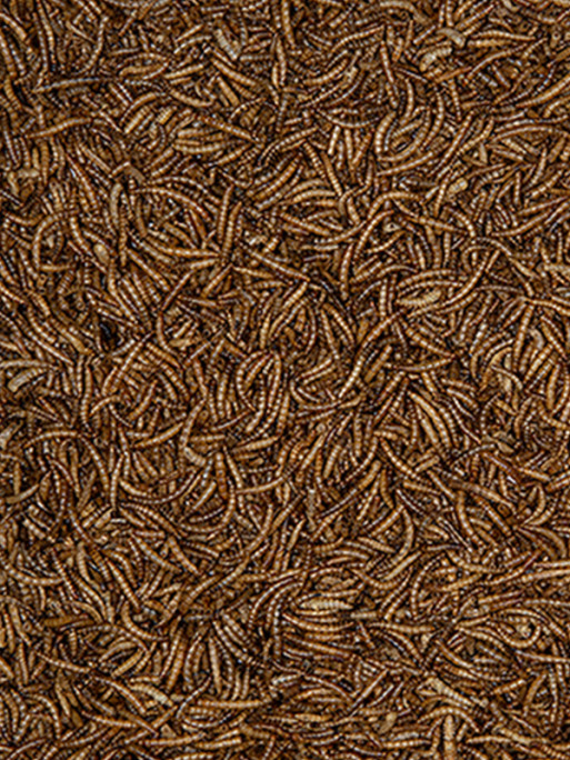 Vers de farine 3kg Emma's Garden