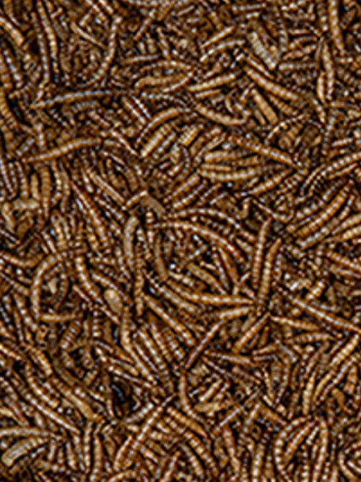 Vers de farine 4.5kg Emma's Garden