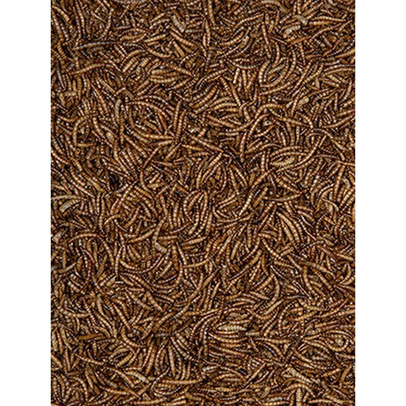 Seau de vers de farine 750g Emma's Garden