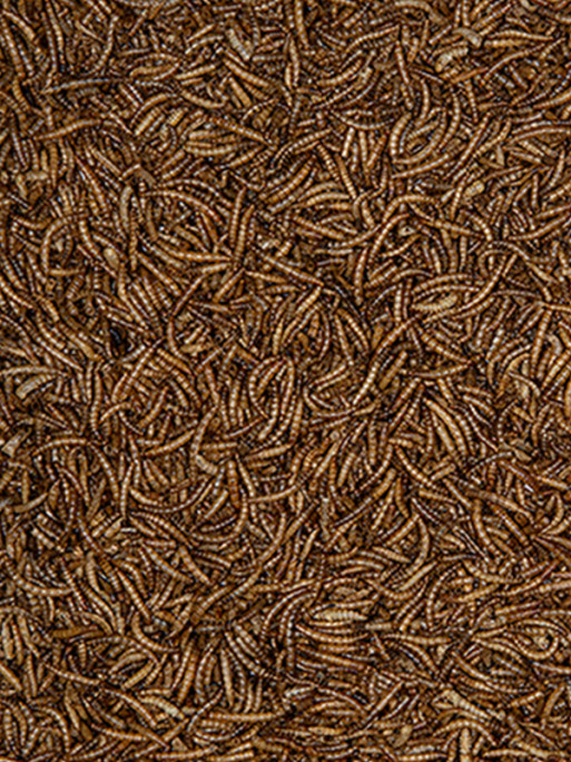 Seau de vers de farine 750g Emma's Garden