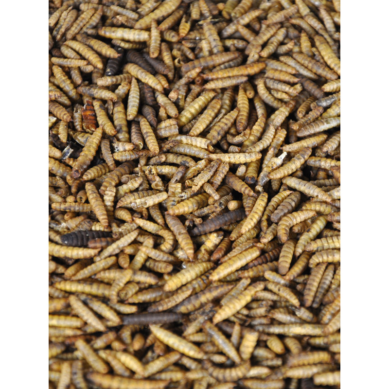 Vers de calci 900g Emma's Garden