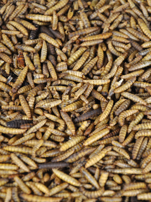 Vers de calci 900g Emma's Garden