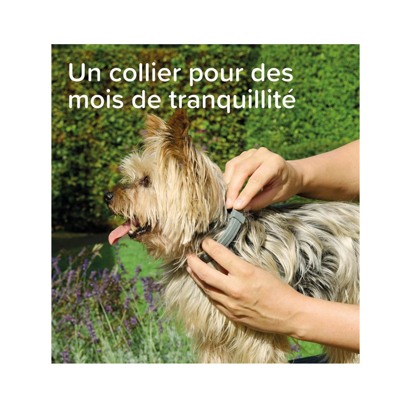 Collier médicamenteux 4.5g + 2.03g chien Beaphar
