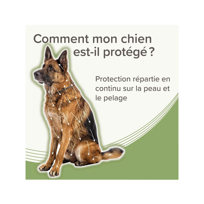 Collier médicamenteux 4.5g + 2.03g chien Beaphar