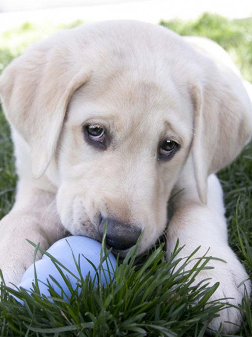 Jouet puppy Kong