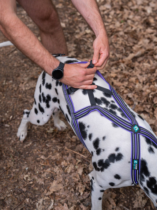 Harnais Olympia Cani Gear