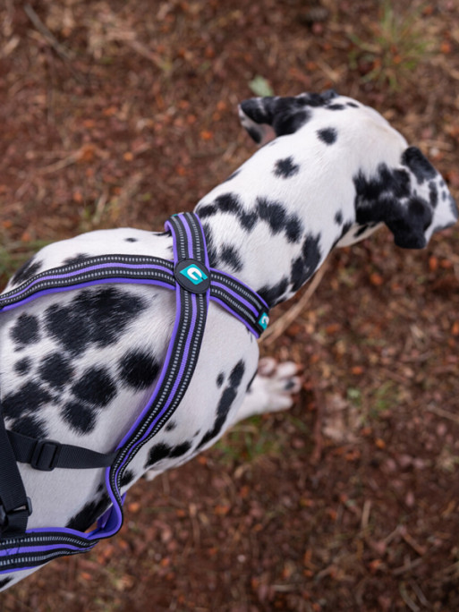 Harnais Olympia Cani Gear
