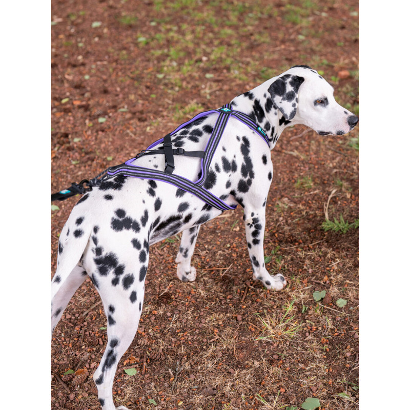 Harnais Olympia Cani Gear
