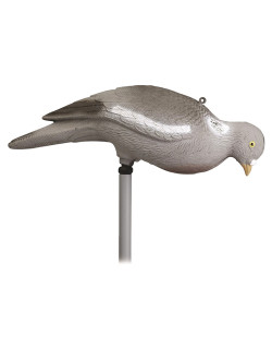Appelant Pigeon Picoreur Stepland