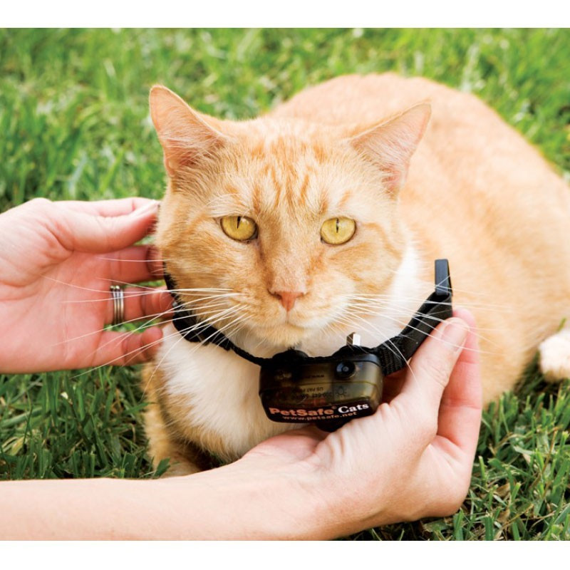 Clôture anti-fugue à fil de luxe In-Ground Cat Fence chat PetSafe