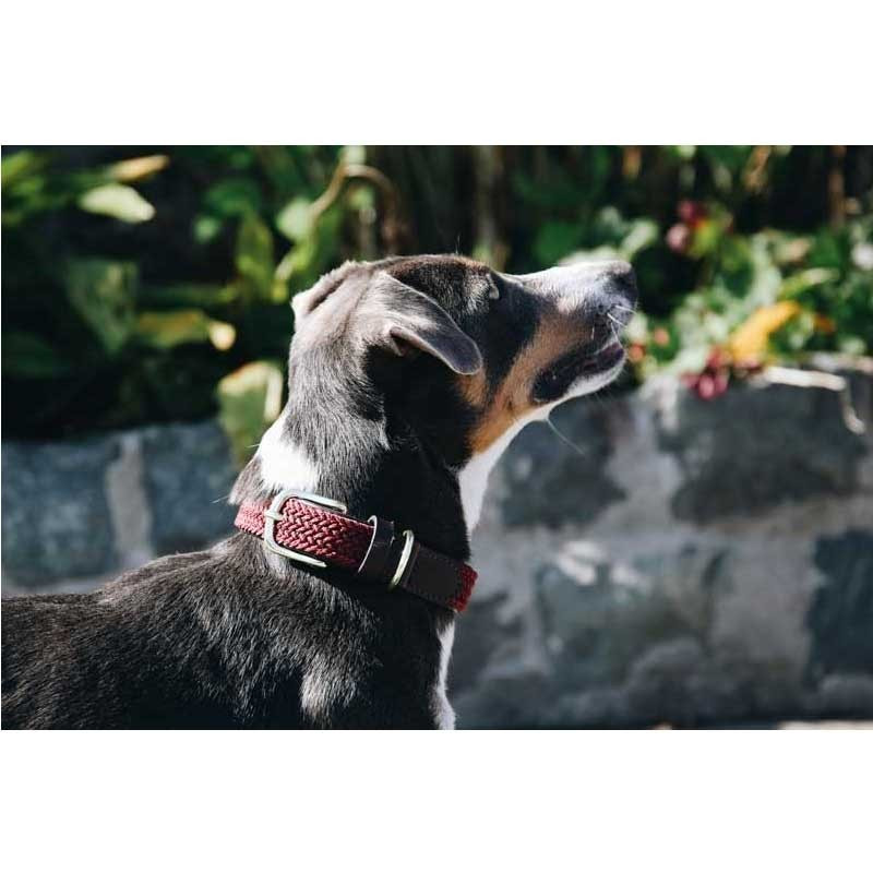 Collier nylon tressé chien Kentucky