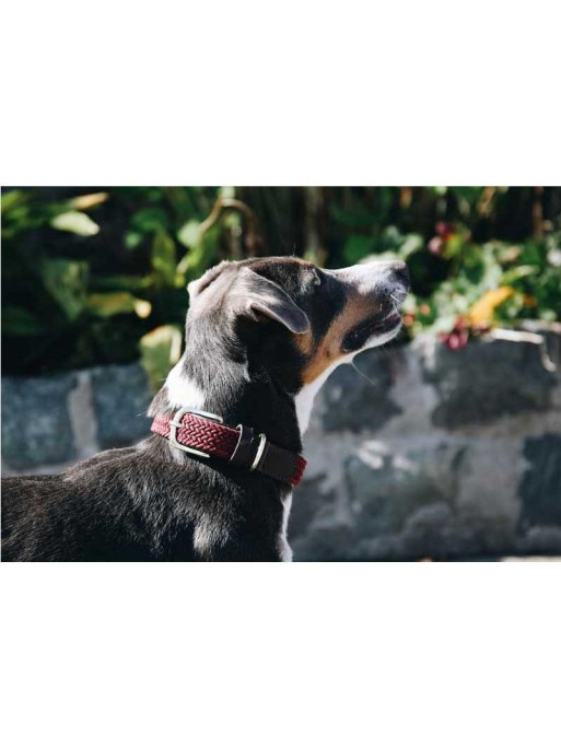 Collier nylon tressé chien Kentucky