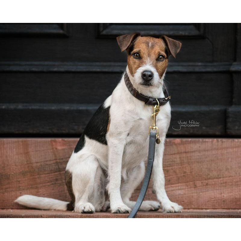 Collier pour chien Triangle Kentucky