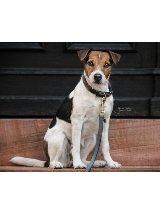 Collier pour chien Triangle Kentucky