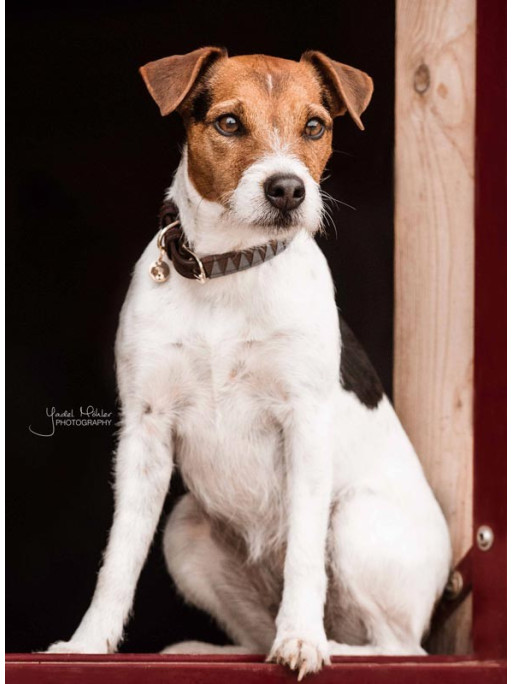 Collier pour chien Triangle Kentucky