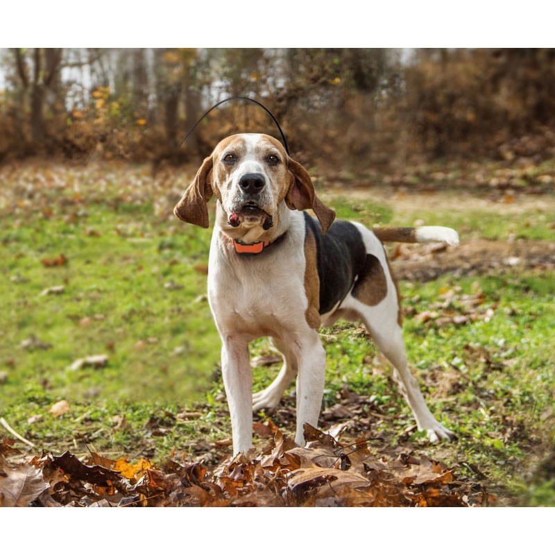 collier dogtra pathfinder